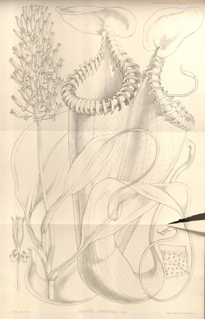 Nepenthes edwardsiana from Transactions of the Linnean Society of London, vol. 22 av W.H. Fitch