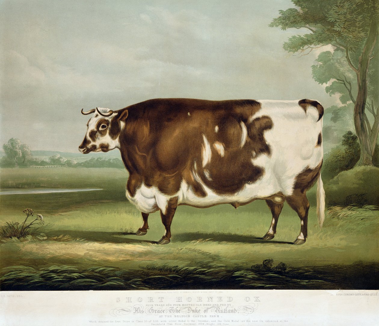 A Short Horned Ox, graverad av John Day, 1856 (färggravyr) av W.H. Davis