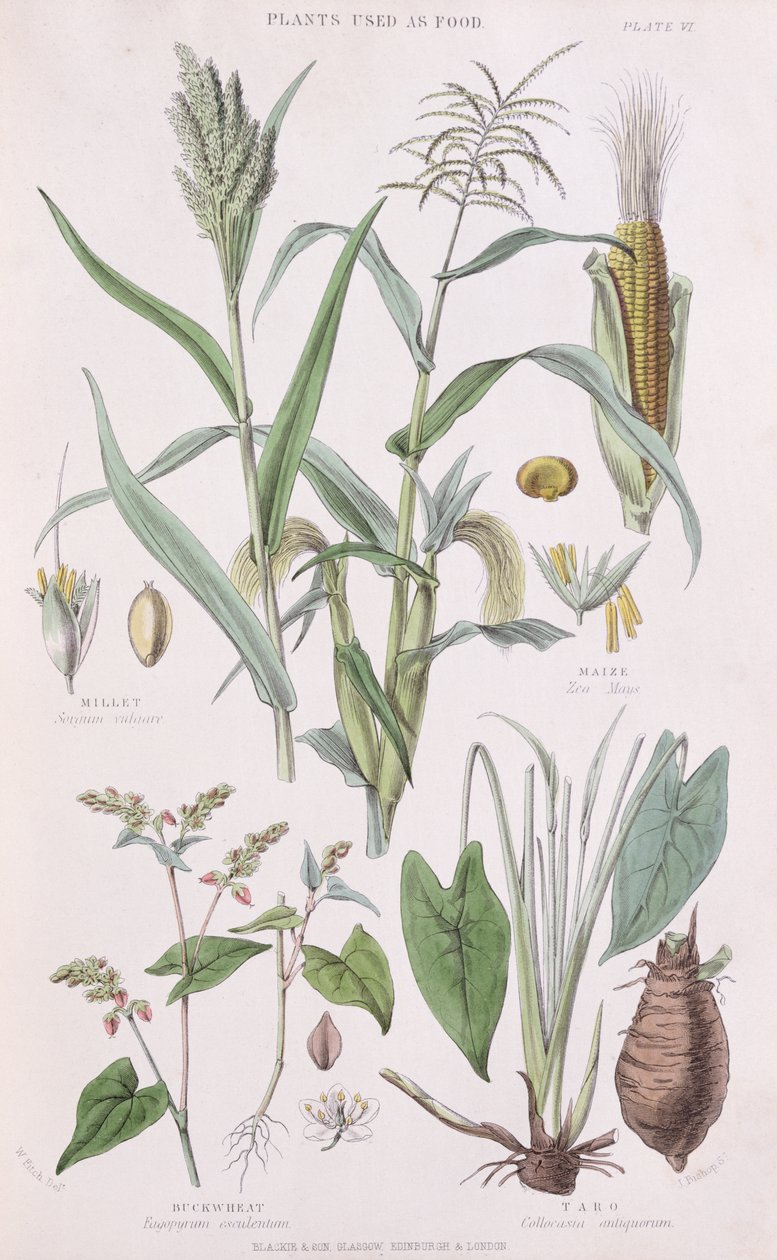Hirs, majs, bovete och Taro, illustration från A History of the Vegetable Kingdom av William Rhind 1797-1874, 1872 färggravyr av W.H. Fitch