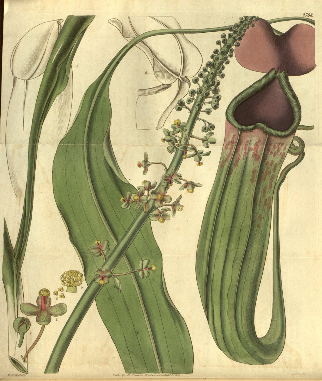 Nepenthes khasiana från Curtis