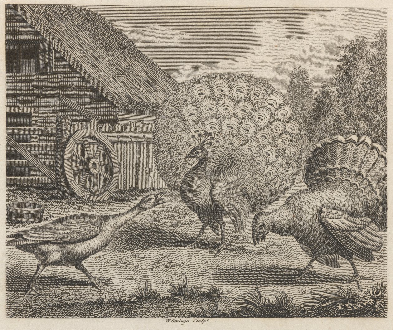 Påfågeln, Turkiet och gåsen av W. Grainger