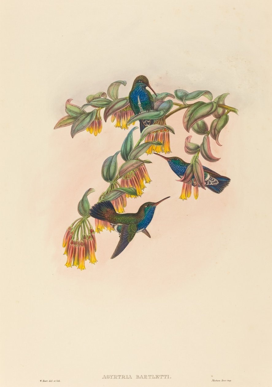 Agyrtria bartletti (Bartletts smaragd) av W. Hart