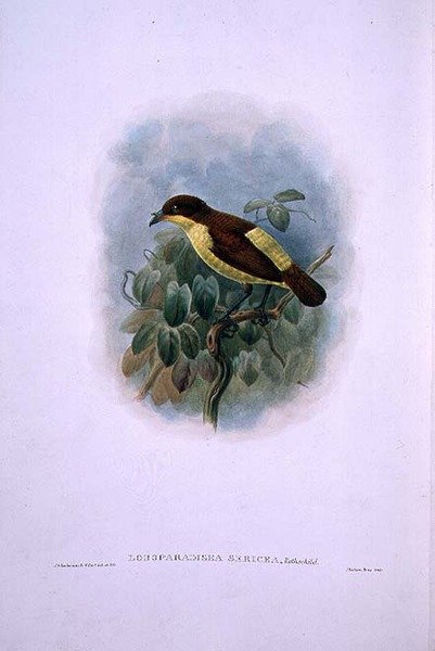 Loboparadisea serica, Waterbilled Bird of Paradise (färg litho) av W. and Keulemans J.G. Hart
