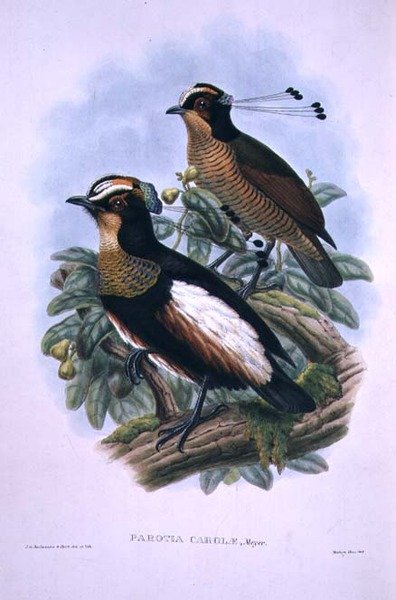 Drottning Carolas sextrådiga paradisfågel (litho i färg) av W. and Keulemans J.G. Hart
