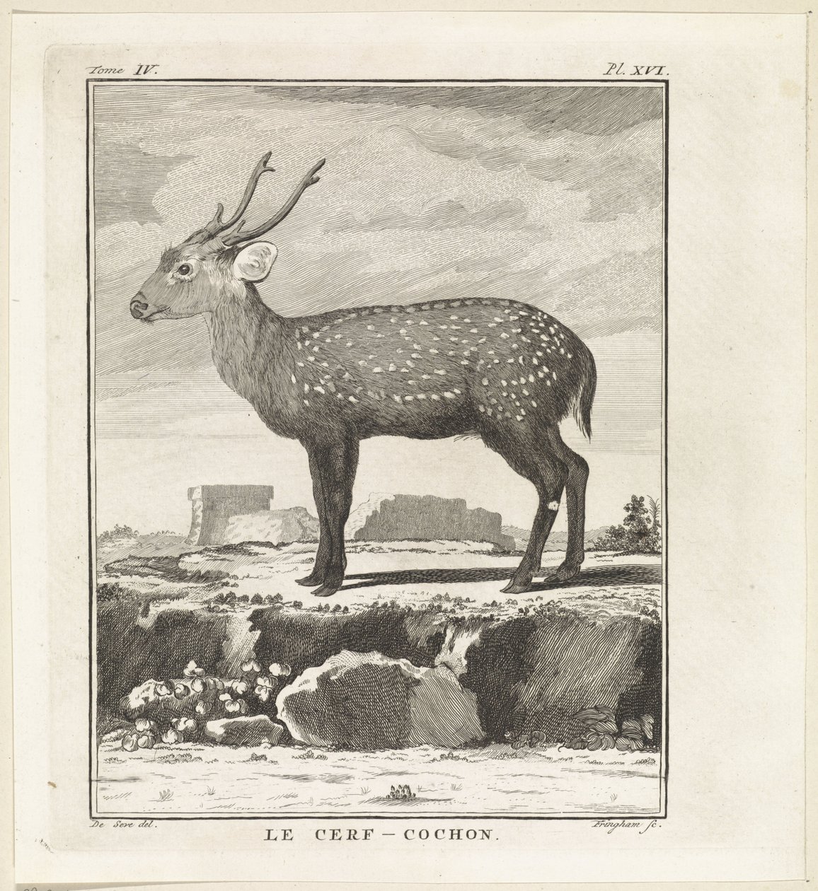 Hert Le Cerf-Cochon (titel på objekt) av W. Tringham