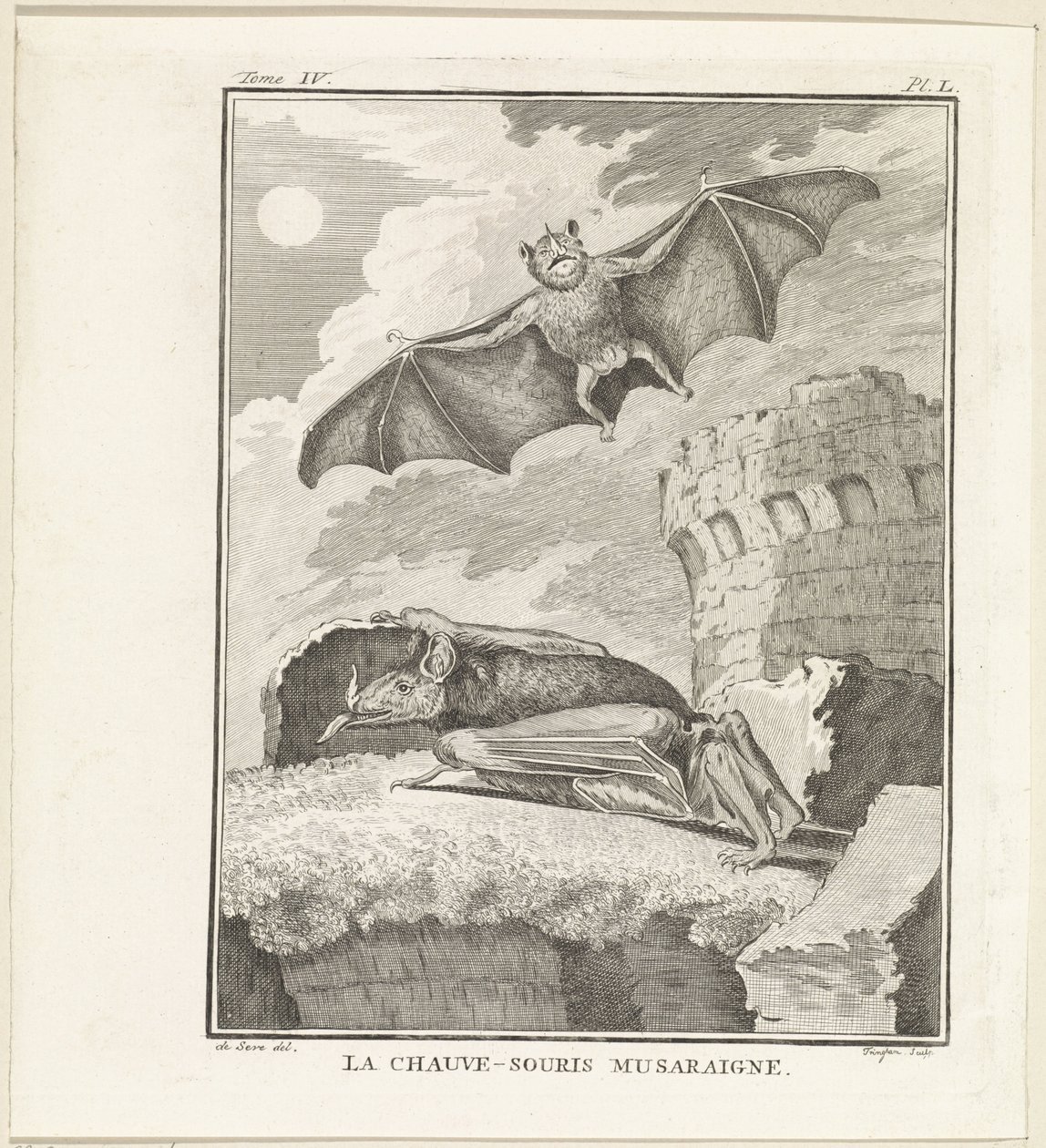 Vleermuizen The Shrew Bat (titel på objekt) av W. Tringham