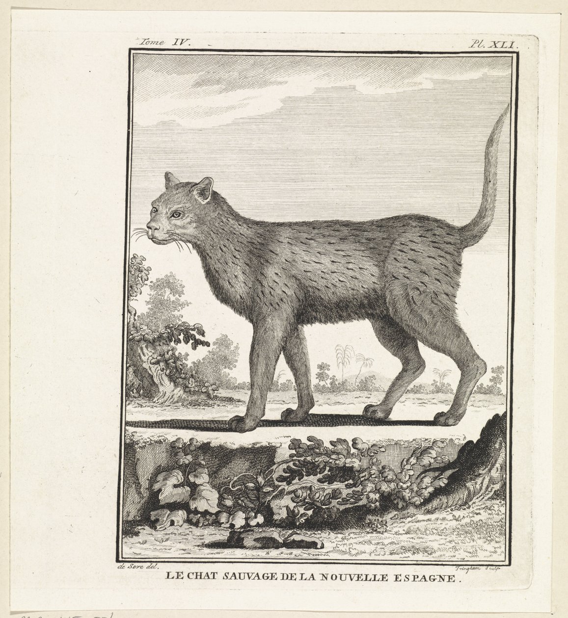 vilda kat The wildcat of new spanien (titel på objekt) av W. Tringham
