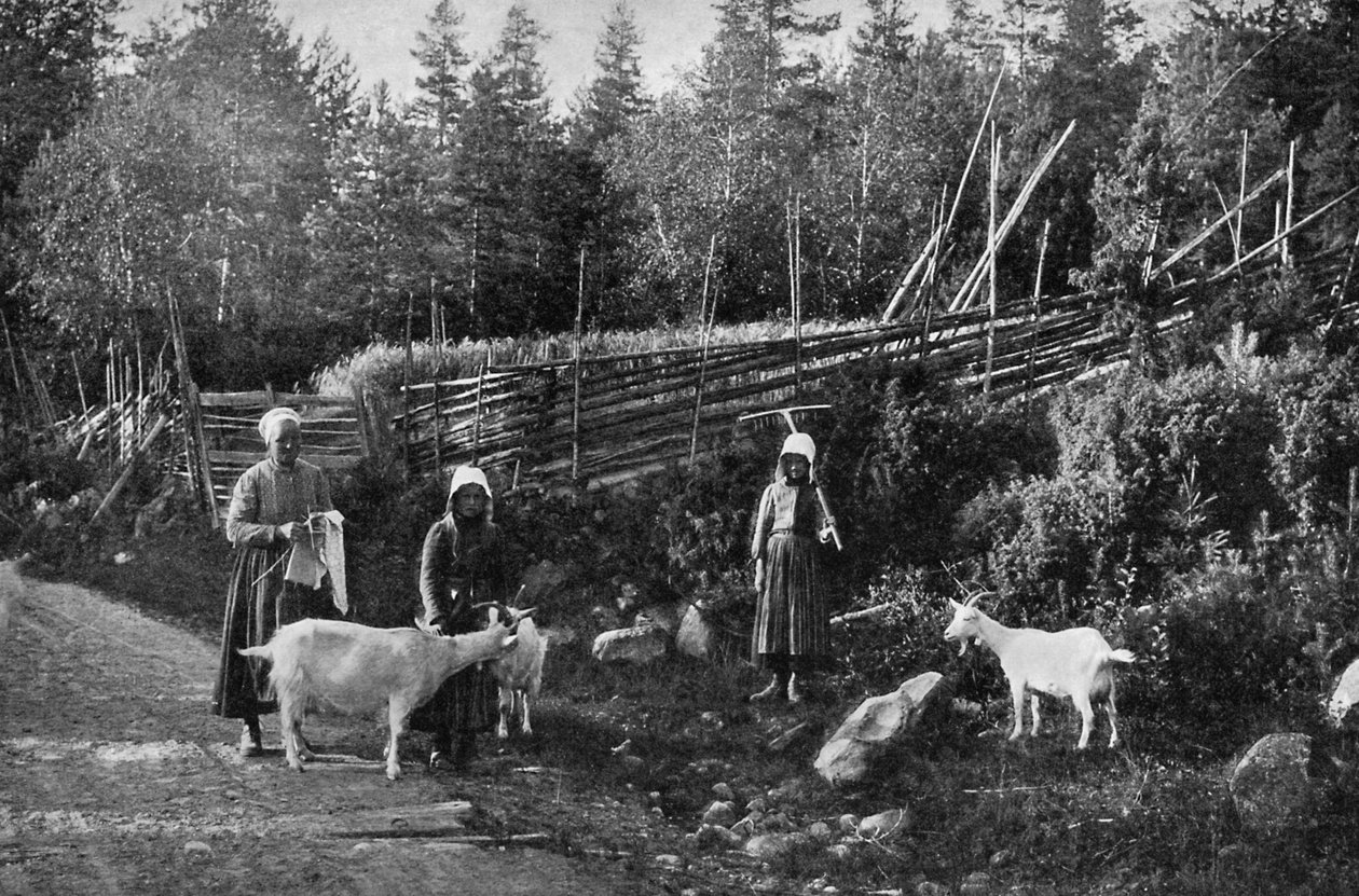 Goat farming in Dalarna, Sweden, 1908-1909. av Wald Zachrisson