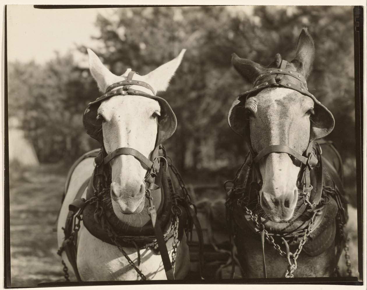 [Två mulor, Hale County, Alabama] av Walker Evans