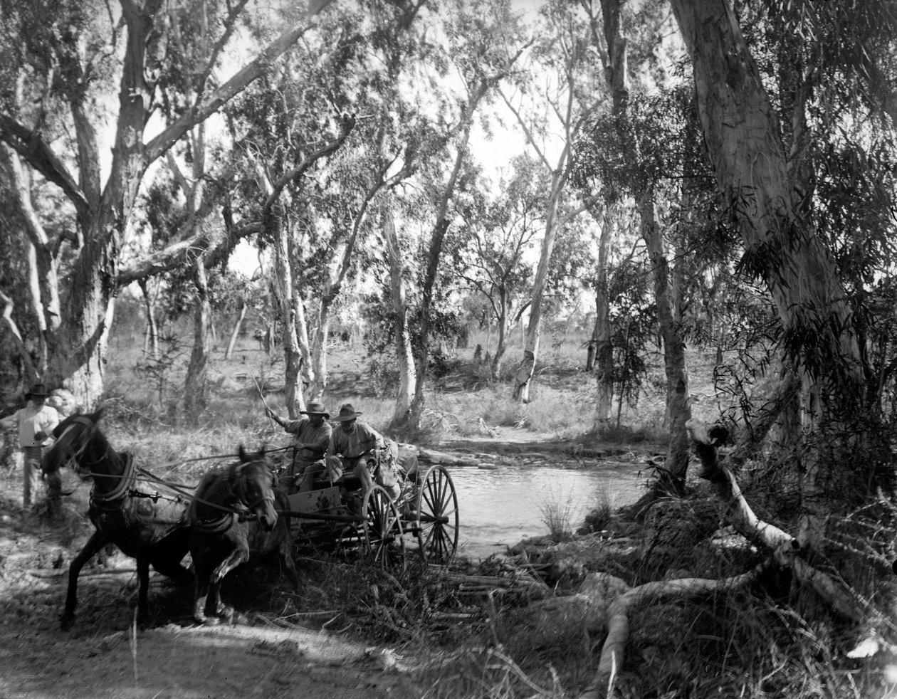 Crossing Salt Creek near the Roper River, Eastern Arnhem Land, Australia, July 1911 av Walter Baldwin Spencer