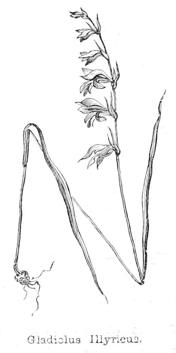 Gladiolus Illyricus av Walter Crane