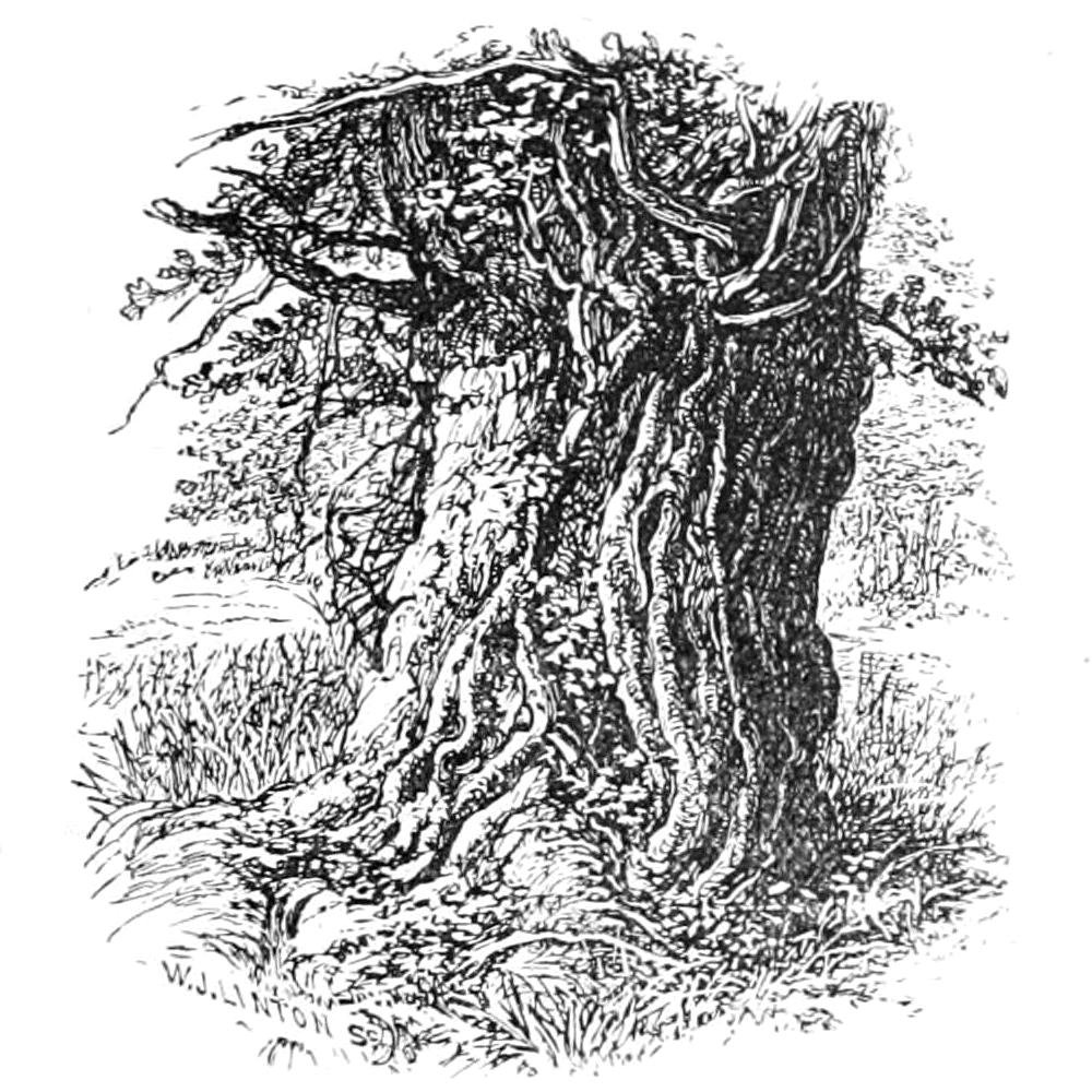 Old Oak in Boldrewood av Walter Crane