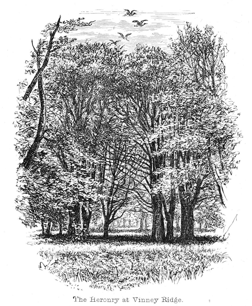 The Heronry at Vinney Ridge av Walter Crane