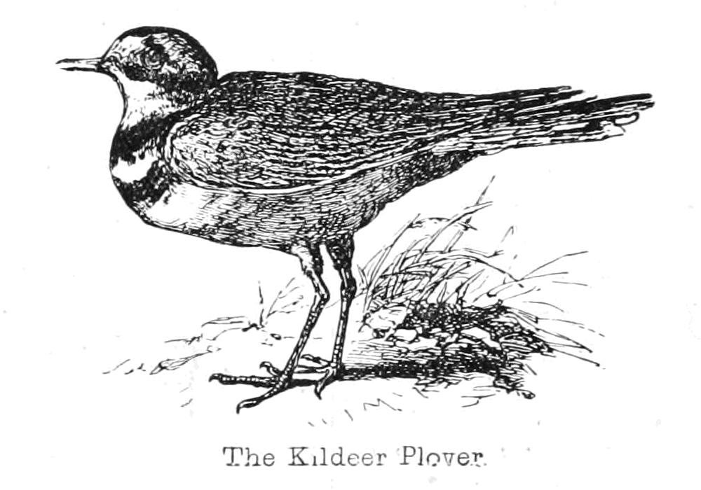 The Kildeer Plover av Walter Crane