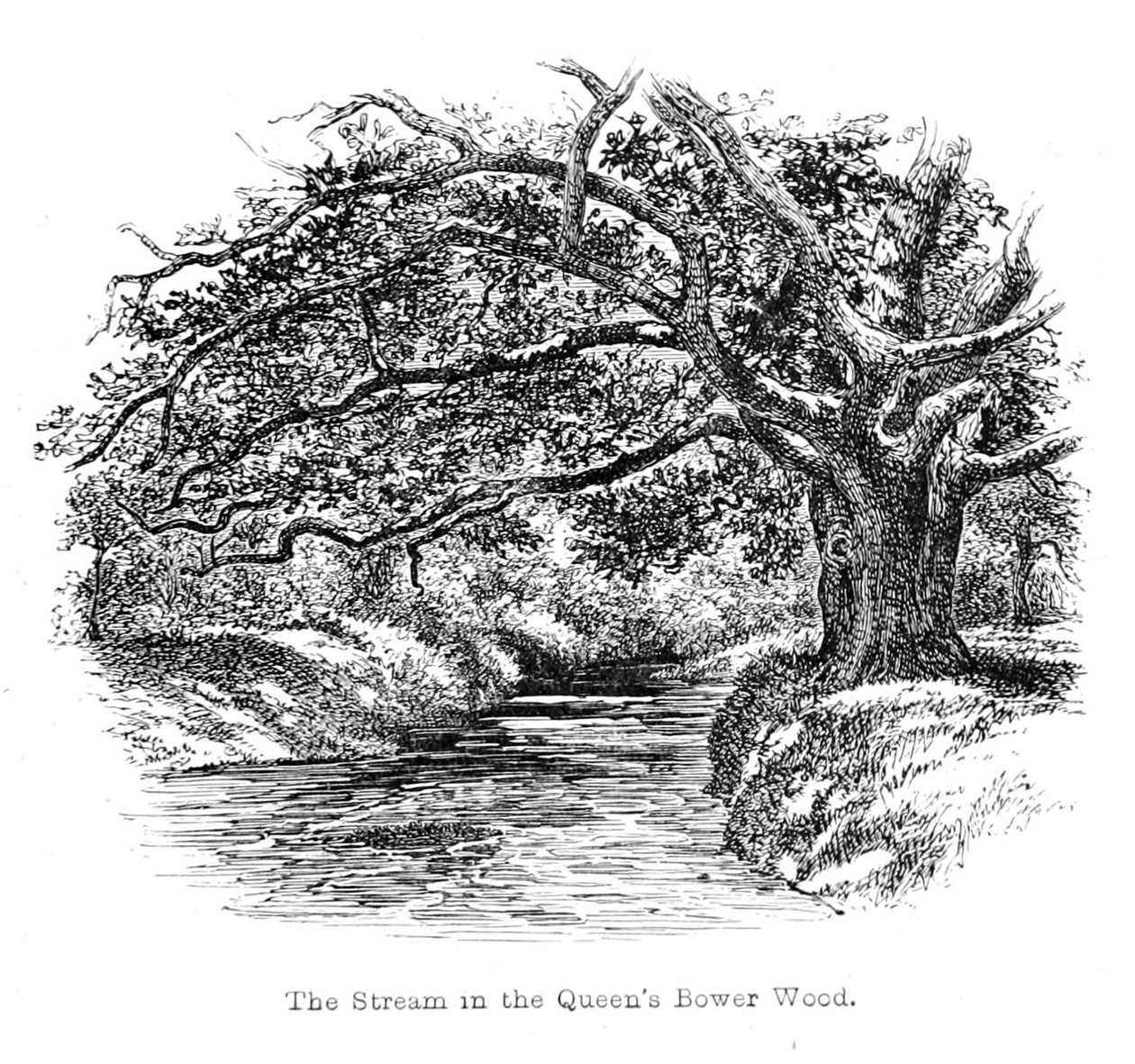 The Stream in the Queens Bower Wood av Walter Crane