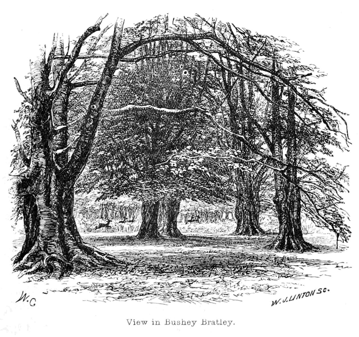 View in Bushey Bratley av Walter Crane
