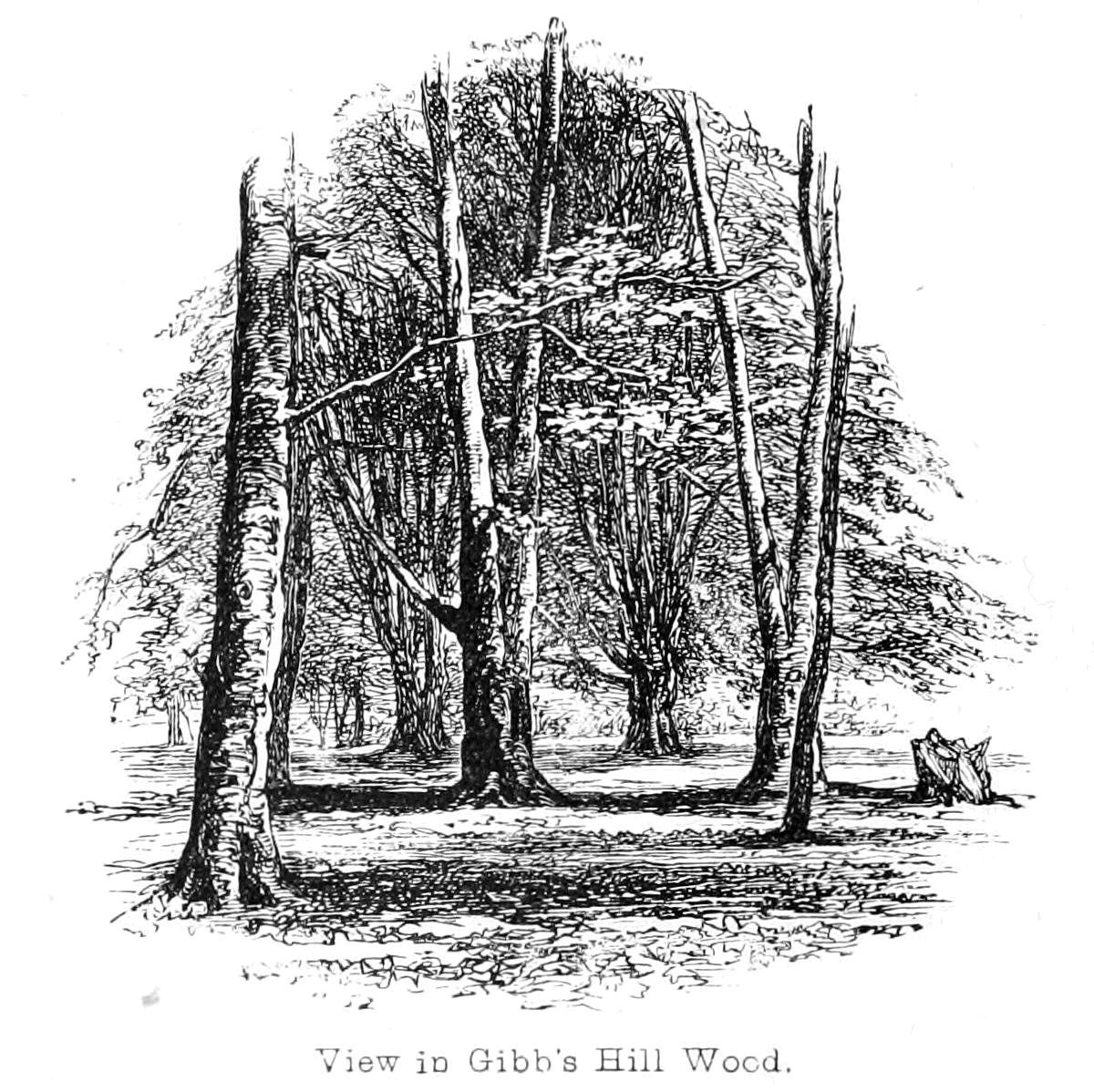 View in Gibbs Hill Wood av Walter Crane