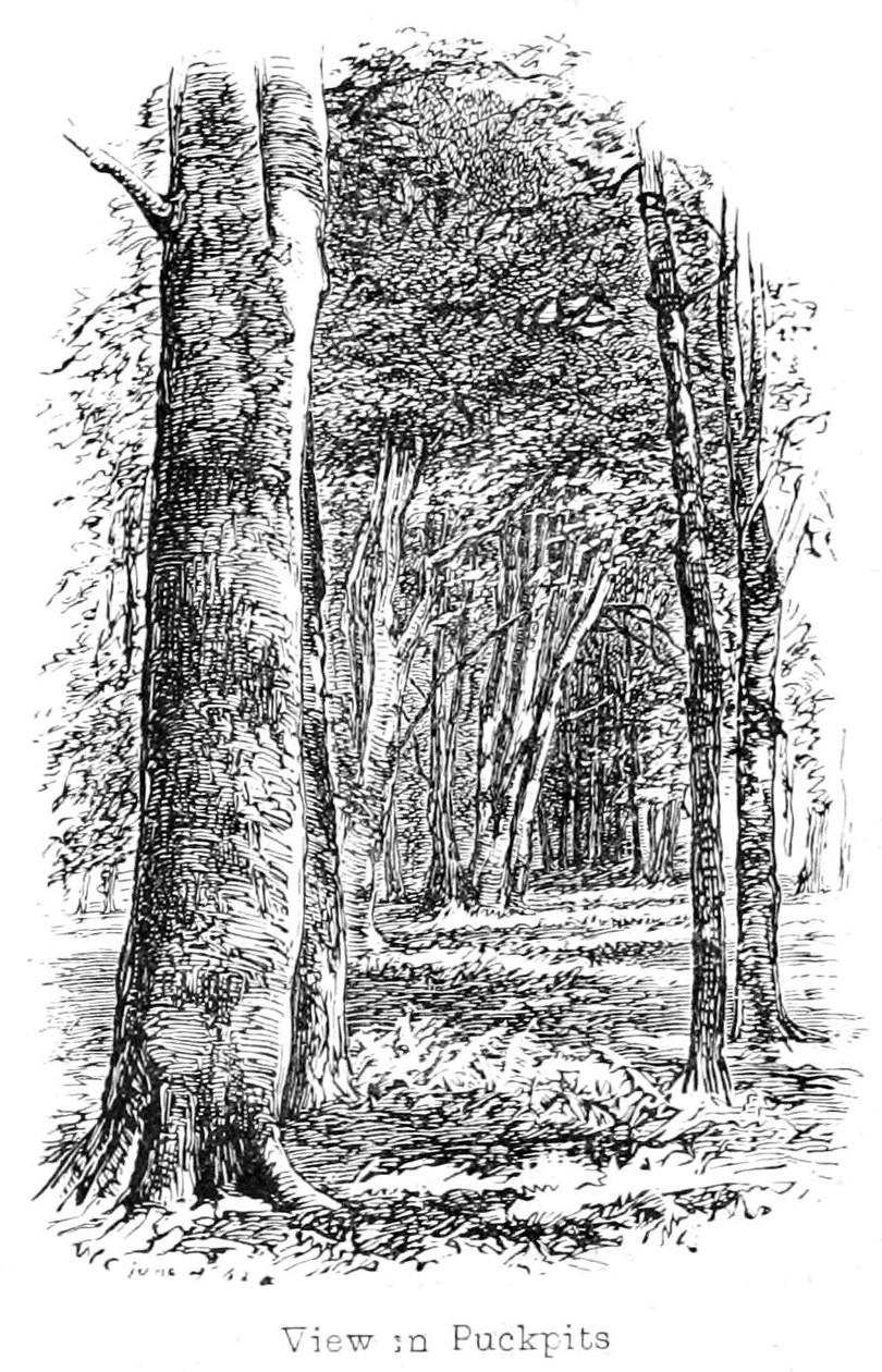 View in Puckpits Wood av Walter Crane