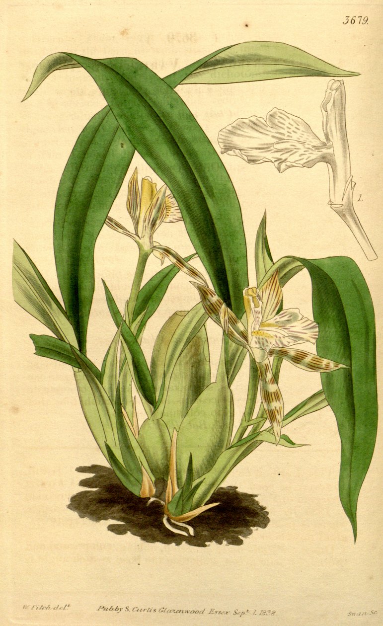 Illustration av aspasia variegata av Walter Hood Fitch