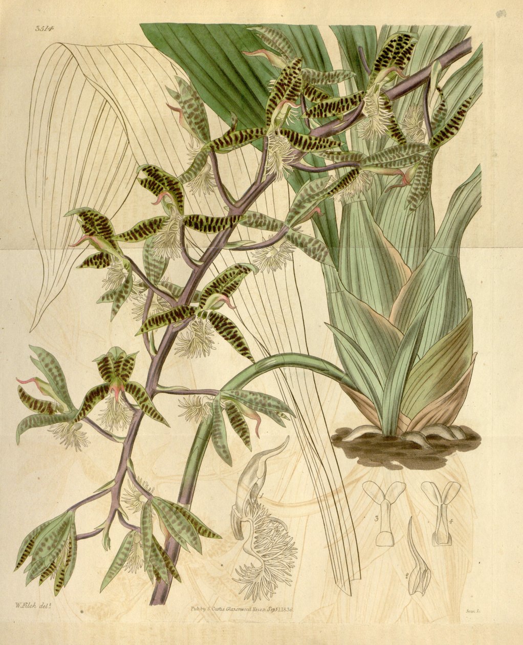 Illustration av Catasetum barbatum (som syn. Myanthus barbatus) av Walter Hood Fitch