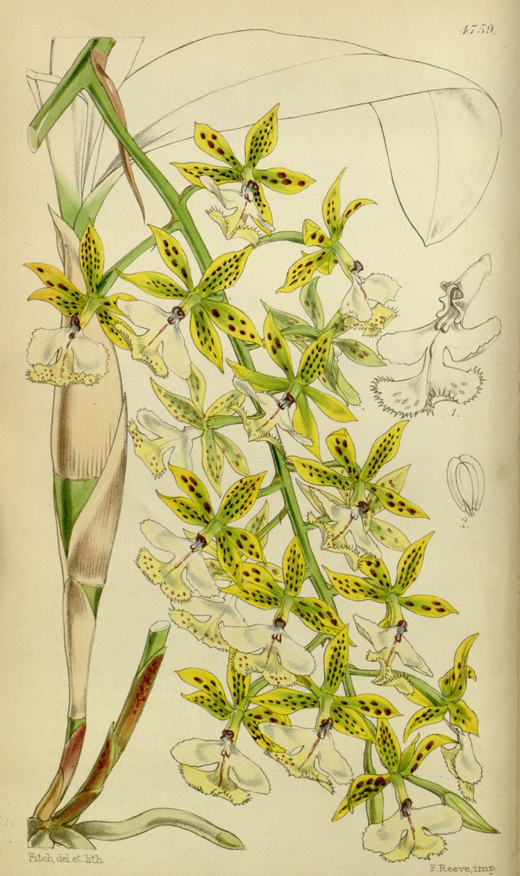 Illustration av Epidendrum Stamfordianum av Walter Hood Fitch
