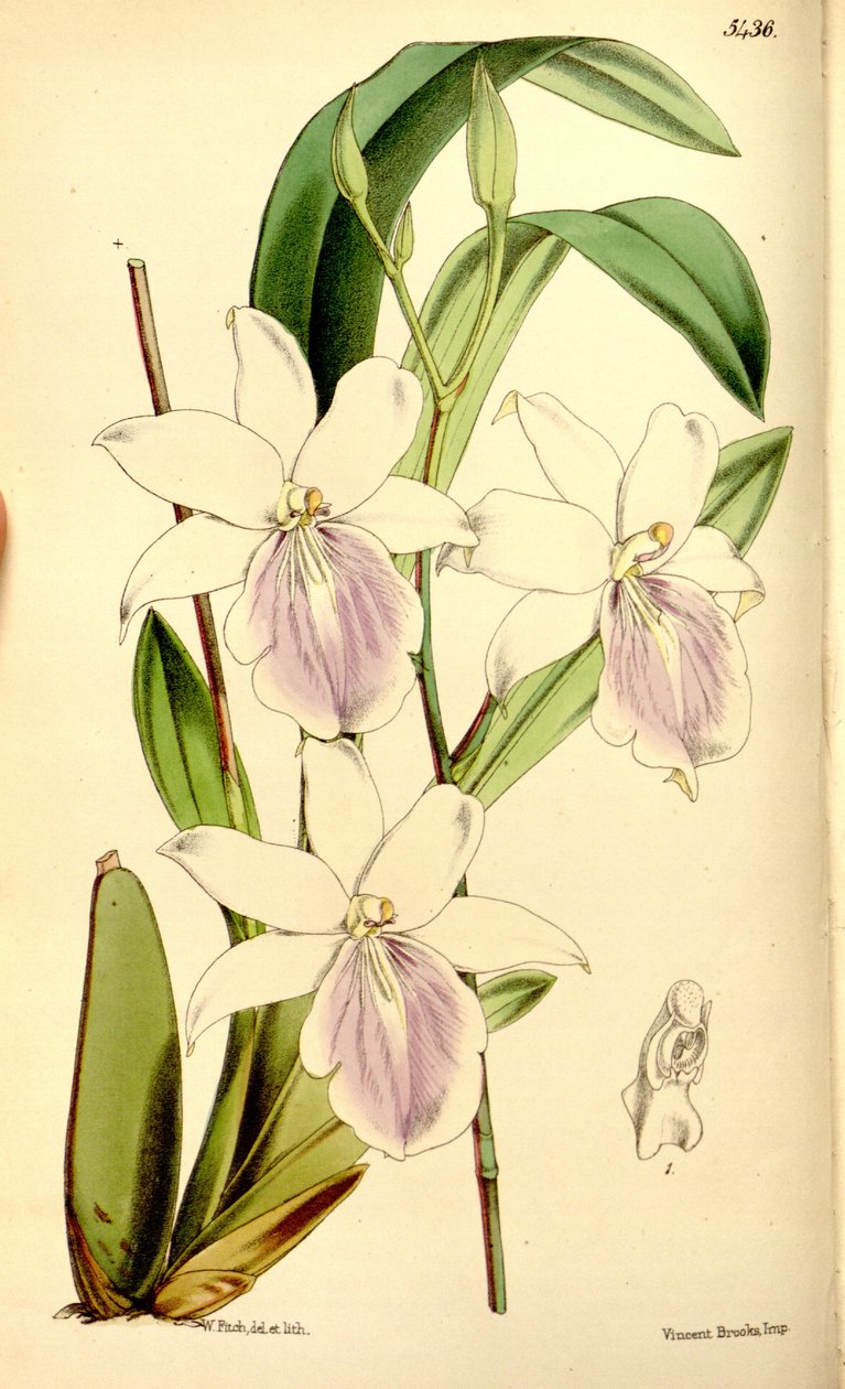 Illustration av Miltonia regnellii av Walter Hood Fitch