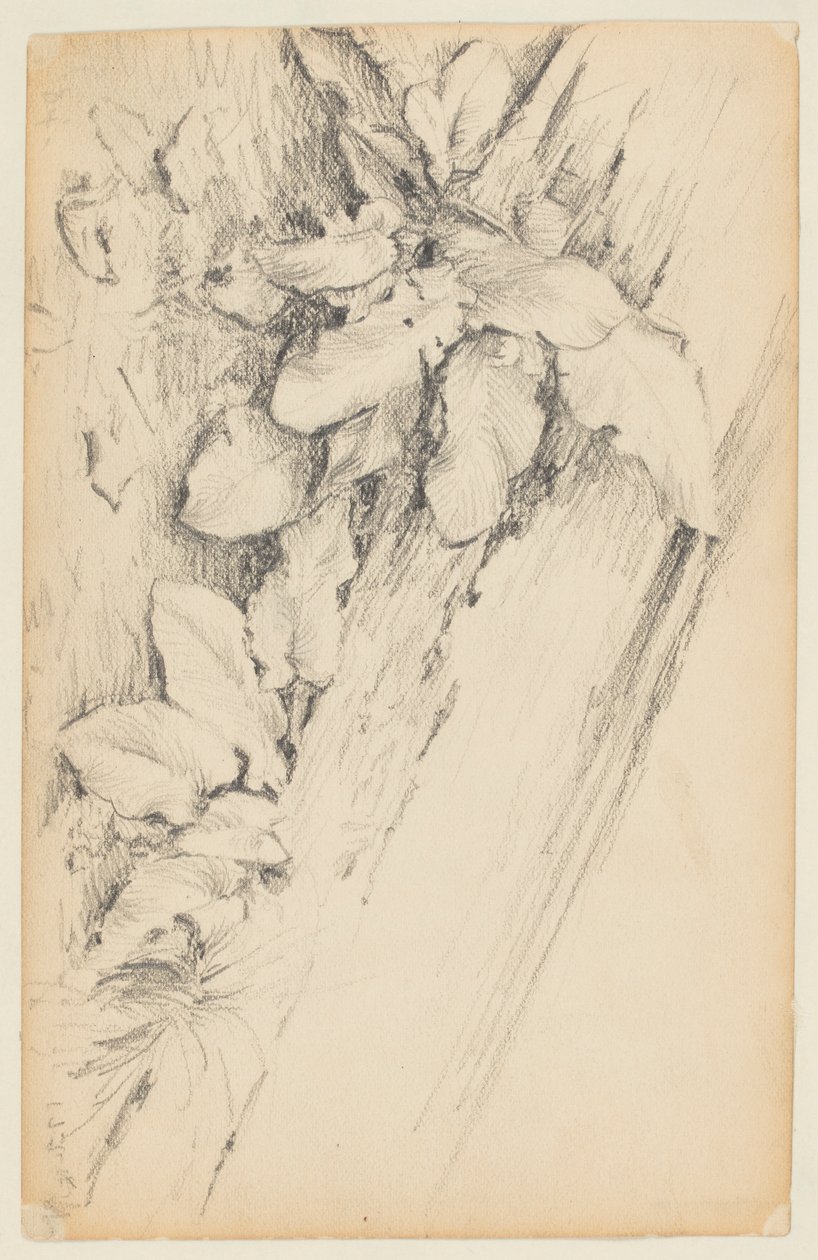 Studie av växter och ruttna trädstam, 155th Street av Walter Clark