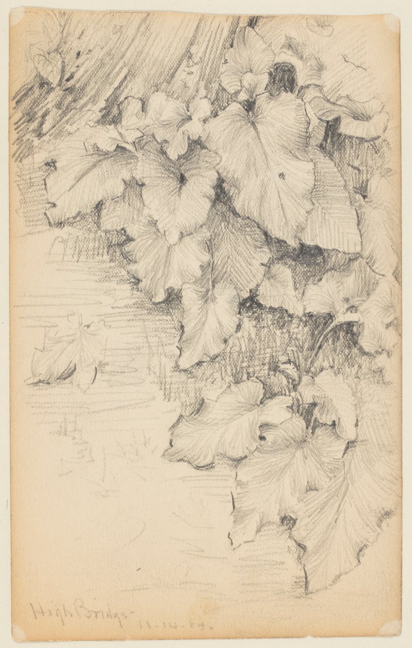 Study of Plants at the Edge of Water, High Bridge av Walter Clark