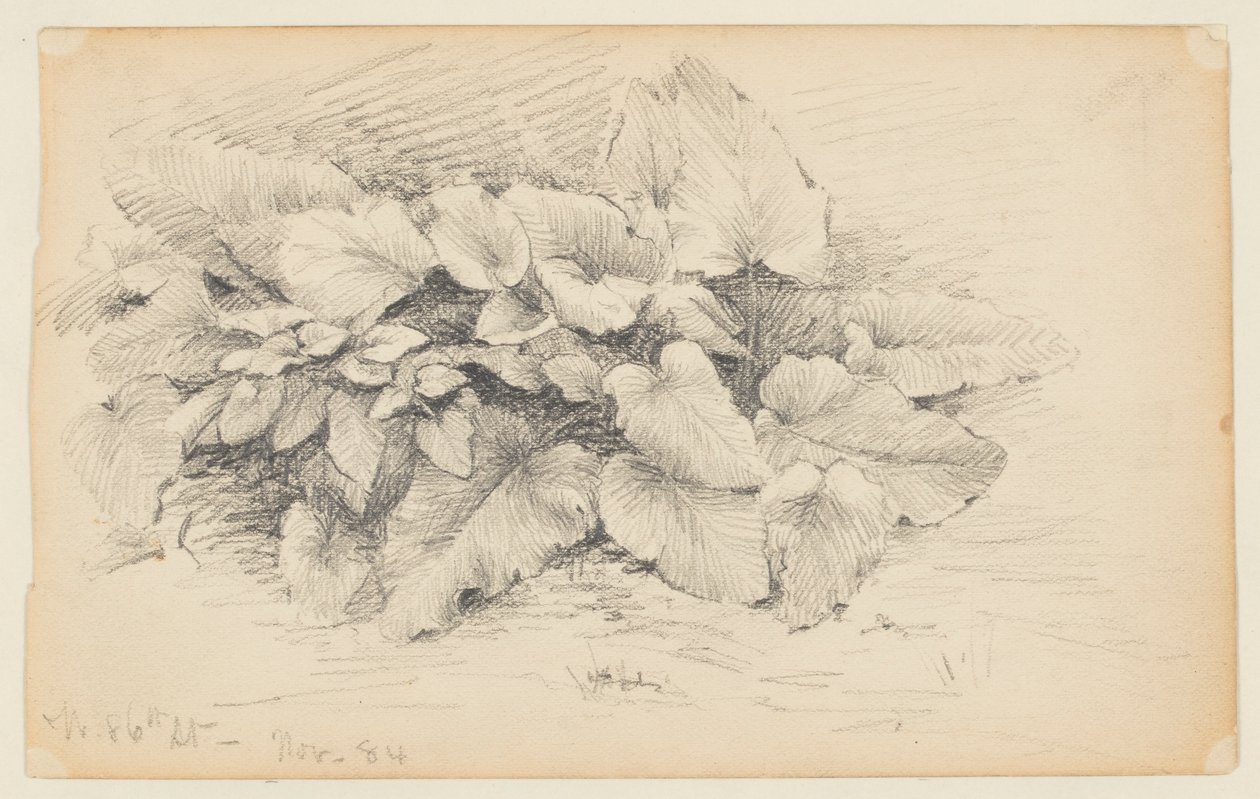 Studie av en växt, West 86th Street av Walter Clark