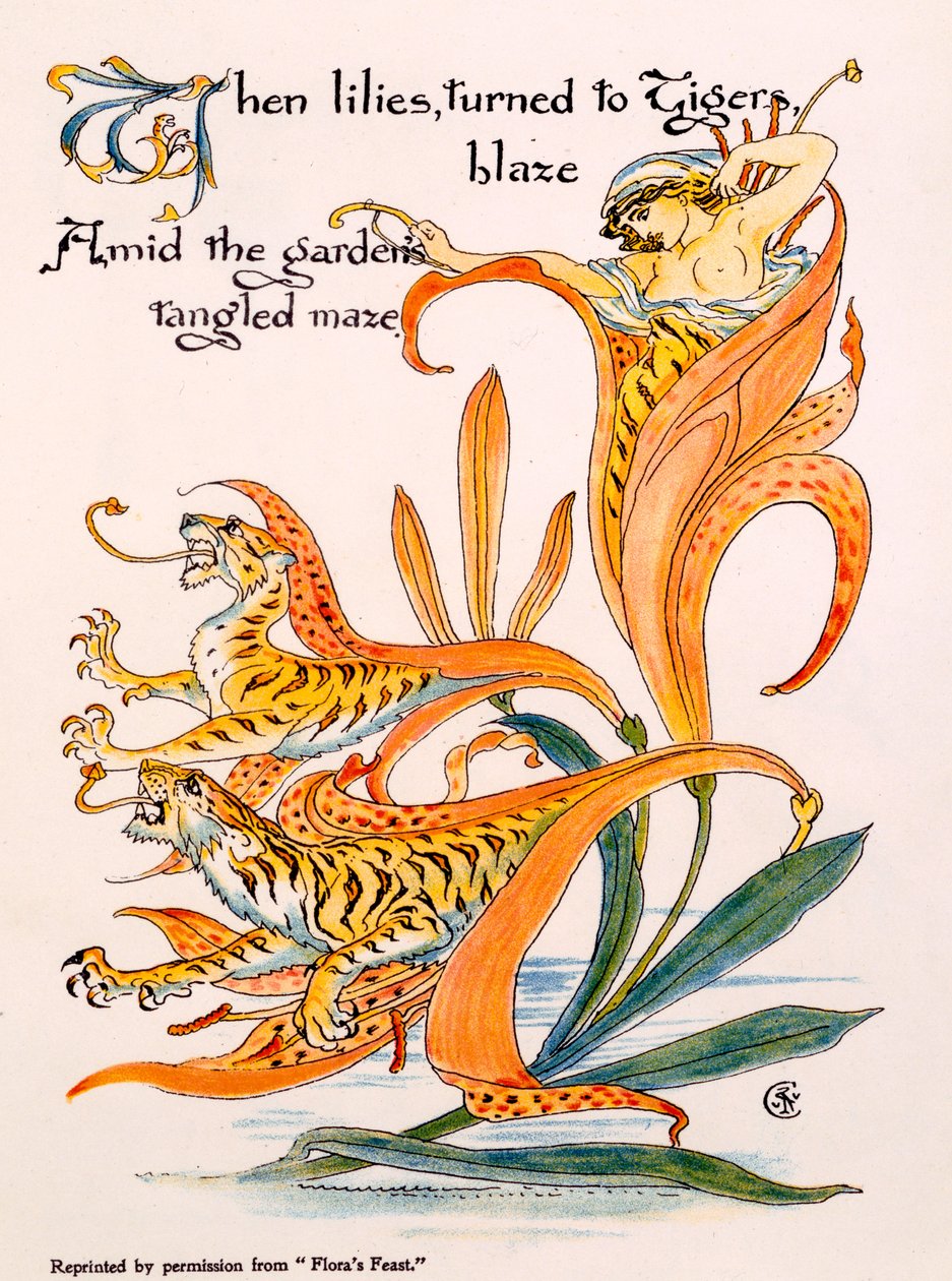 Tiger Lilies, illustration från 