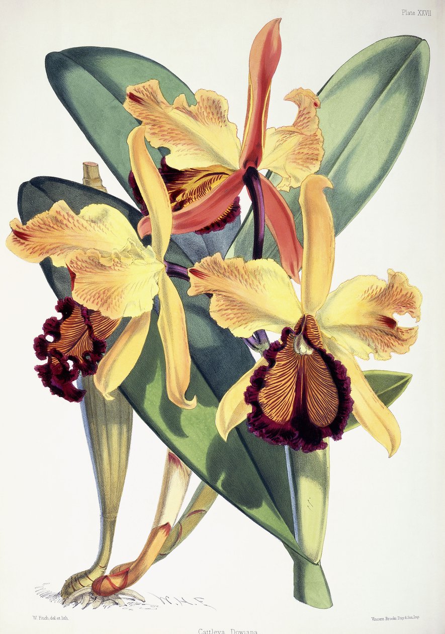 Cattleya Dowiana, ca 1862-1877 av Walter Hood Fitch