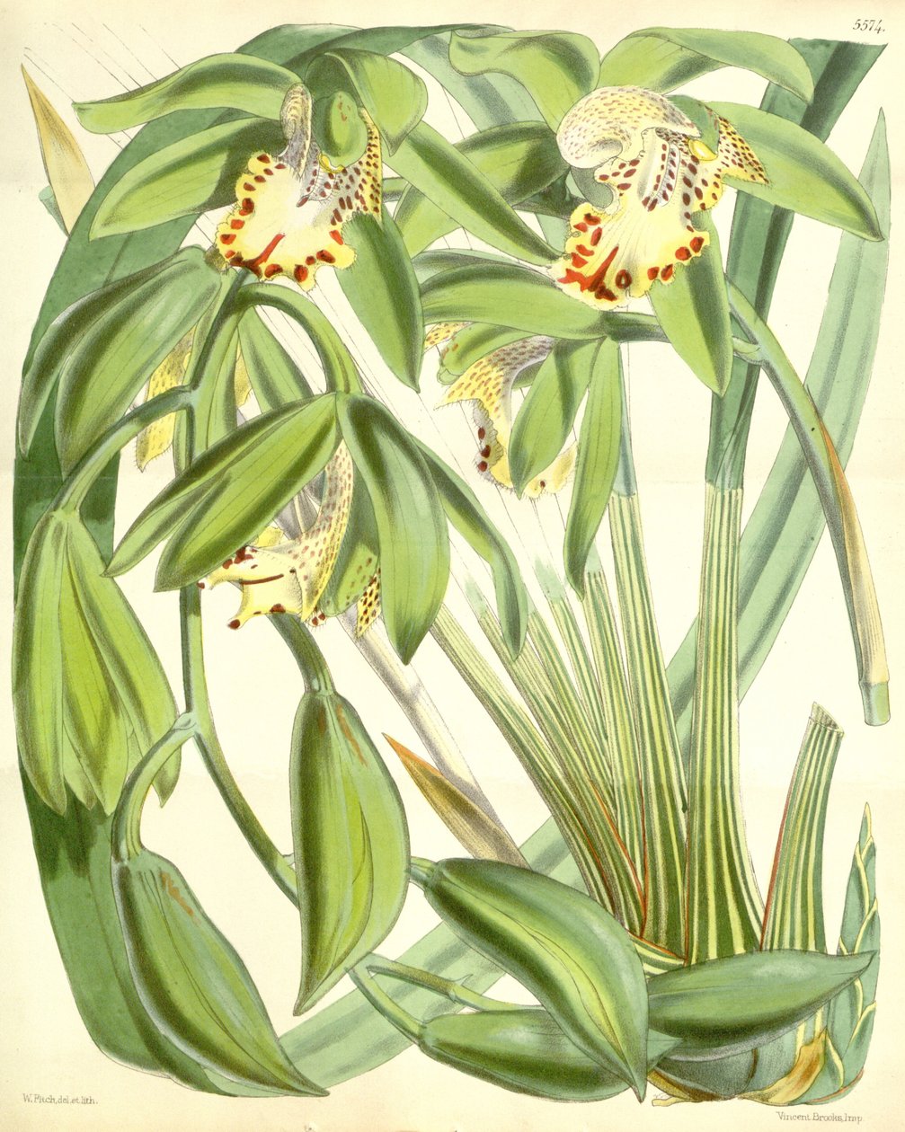 Cymbidium hookerianum av Walter Hood Fitch