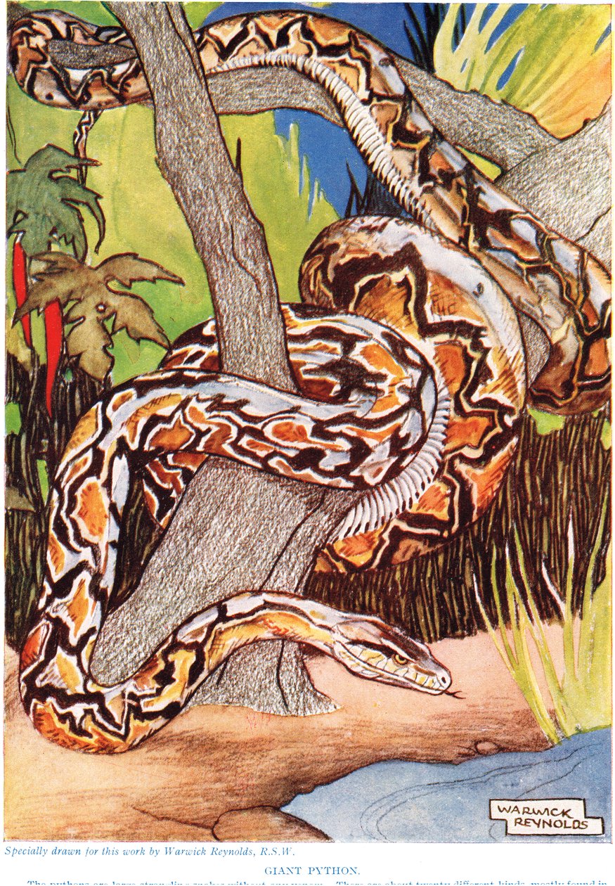 Jättepython, illustration från "The New Natural History" av John Arthur Thompson (1861-1933), utgiven av G.P. Putnam