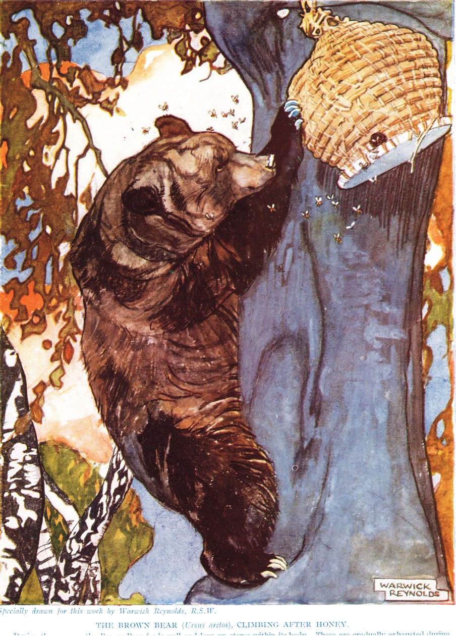 Brunbjörnen (Ursus arctos), klättrar efter honung, illustration från 