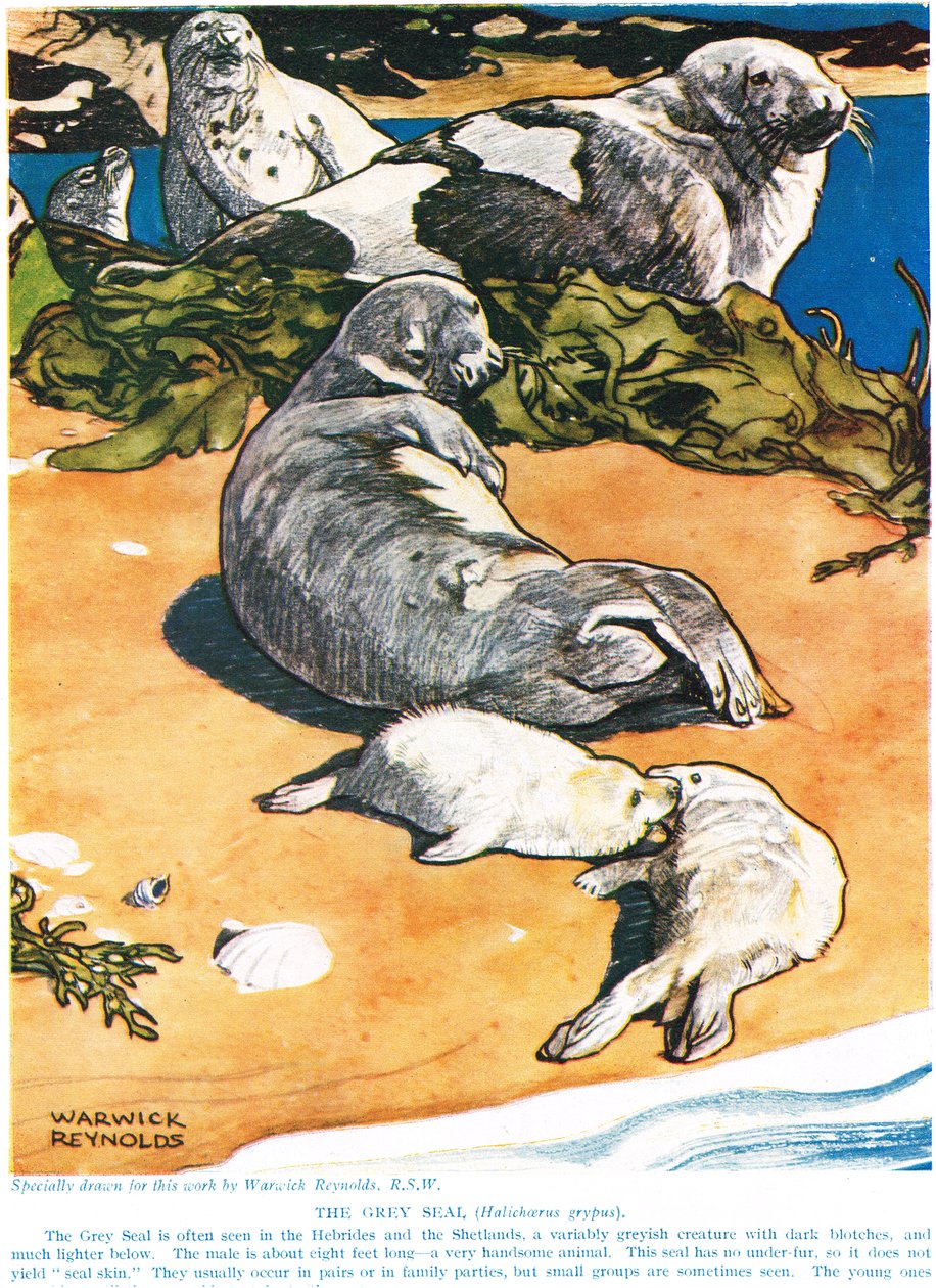 The Grey Seal, illustration från 