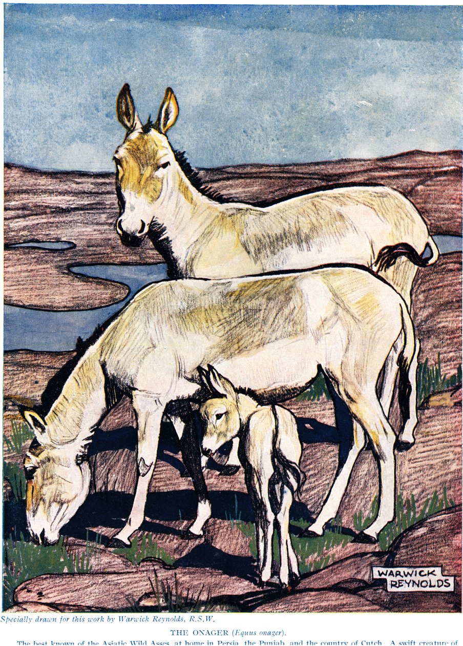 The Onager, från 