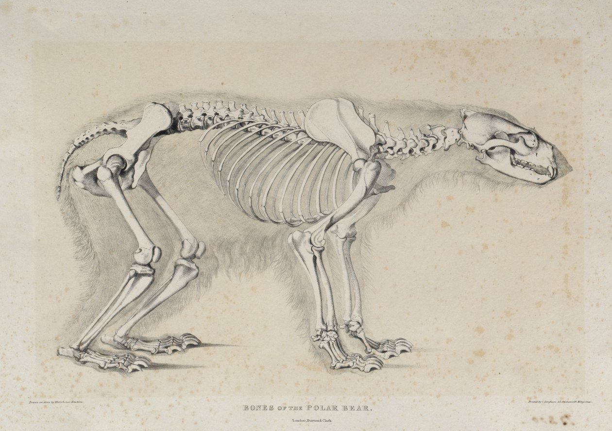 Bones of the Polar Bear, tryckt av S. Lingham, pub. av Darton och Clark, London av Waterhouse Hawkins after Waterhouse Hawkins after