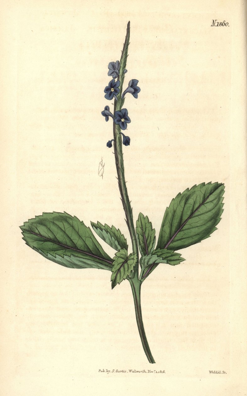 Blå verbena – Jamaica bastard-vervain, Stachytarpheta jamaicensis. Handkolorerad kopparstick av Weddell från John Sims Curtis