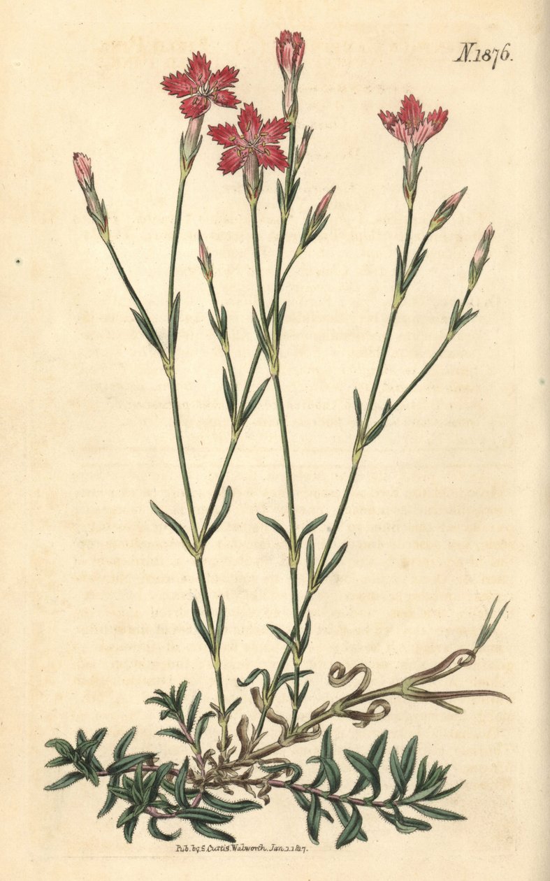 Fältnejlika – Fältrosa, Dianthus campestris. Handkolorerad botanisk gravyr av Weddell från John Sims Curtis