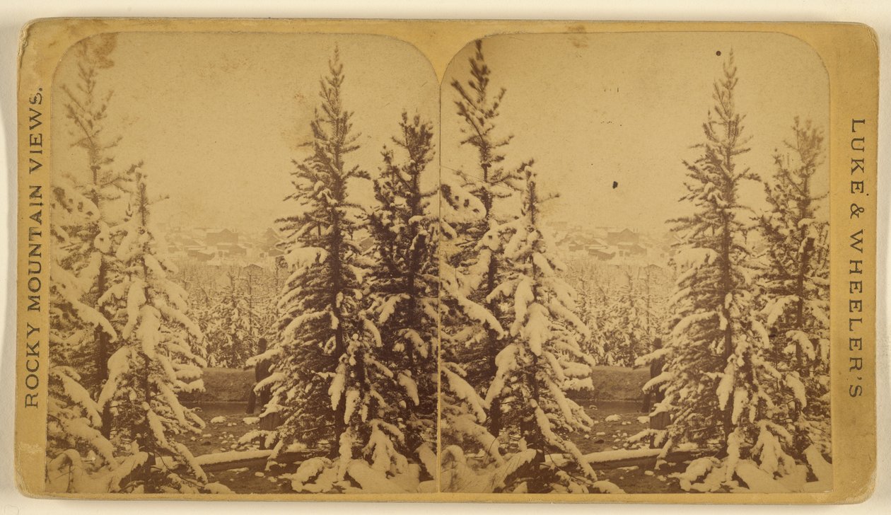 [Träd med snö, Leadville, Colorado] av Wellington O. Luke and Dansford Noble Wheeler