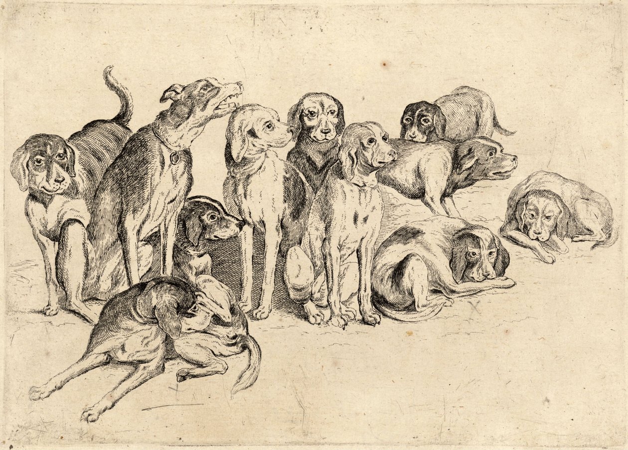 Elva hundar av Wenceslaus Hollar