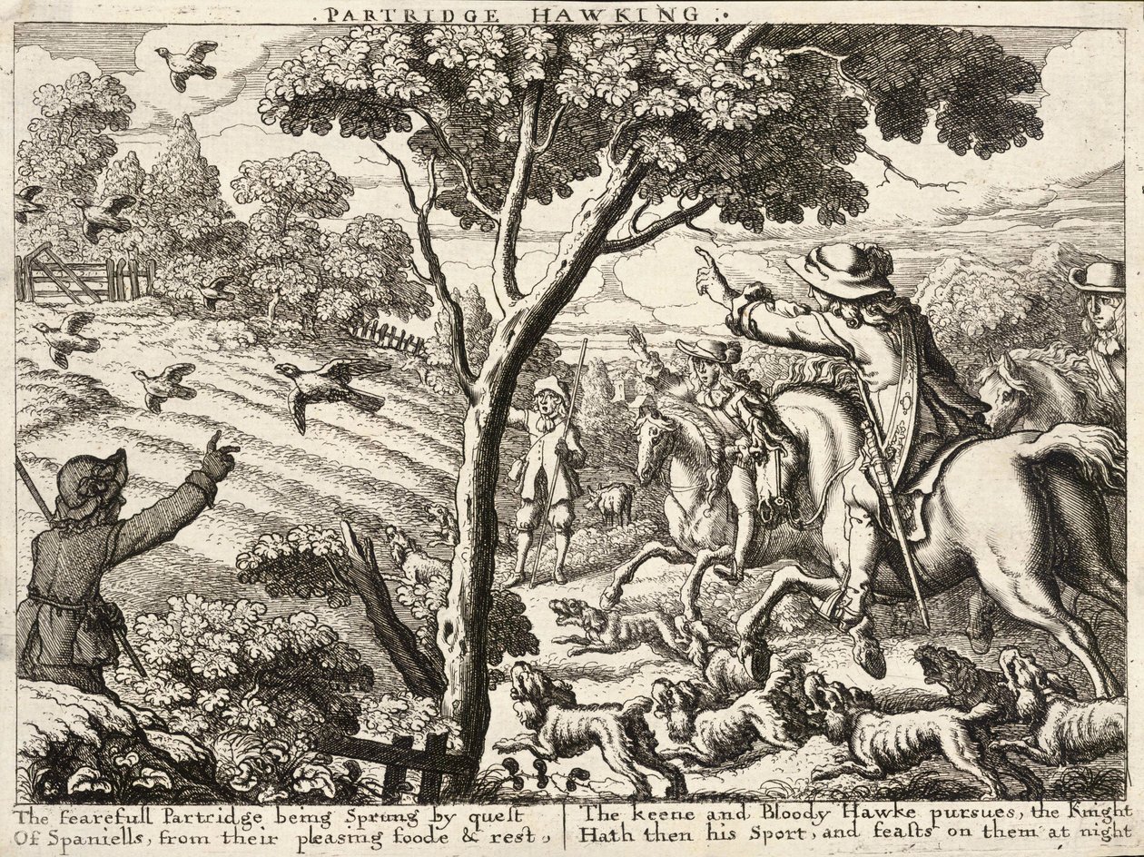 Partridge hawking av Wenceslaus Hollar