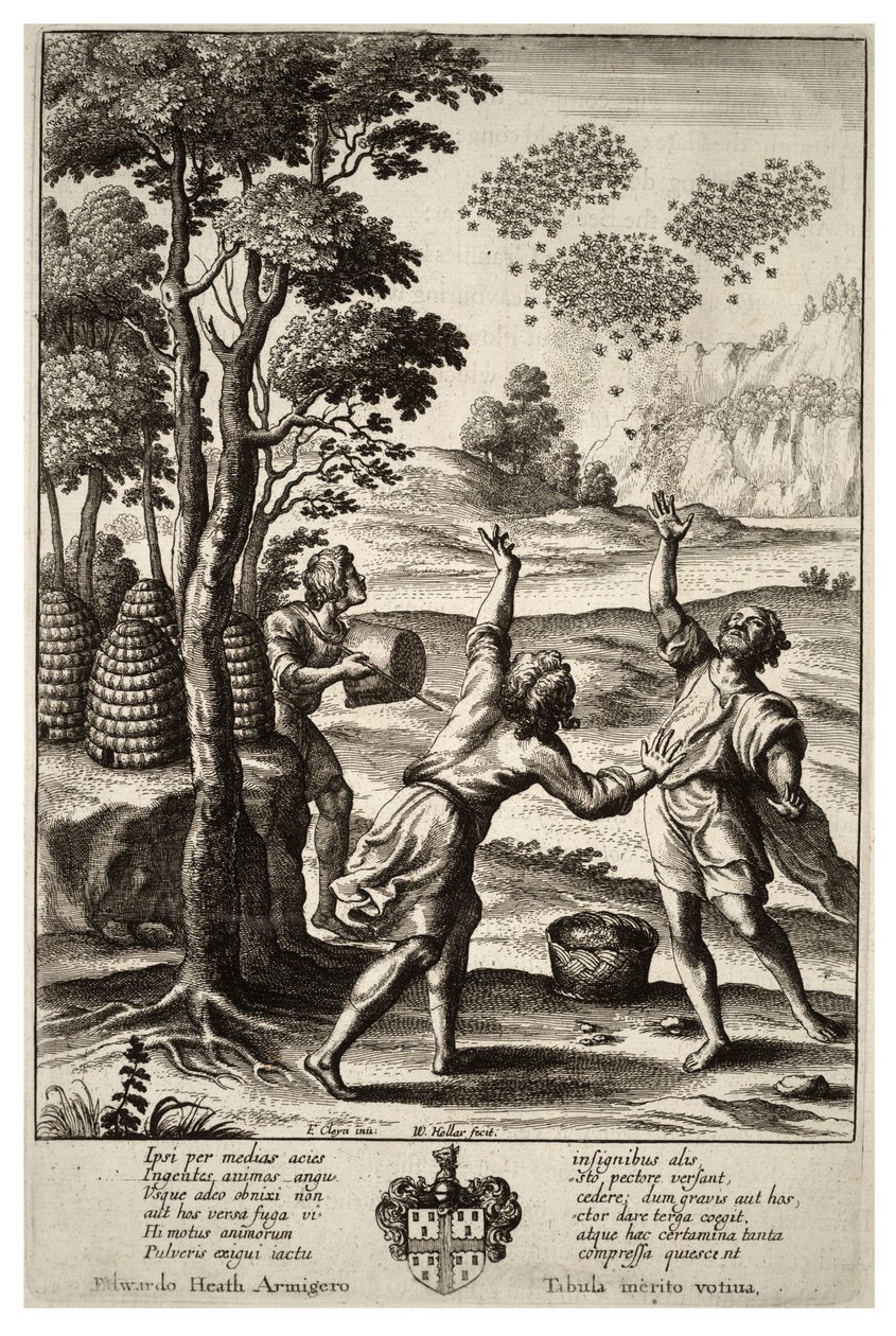 Uppvärmning av bin. Uppge 1 av Wenceslaus Hollar