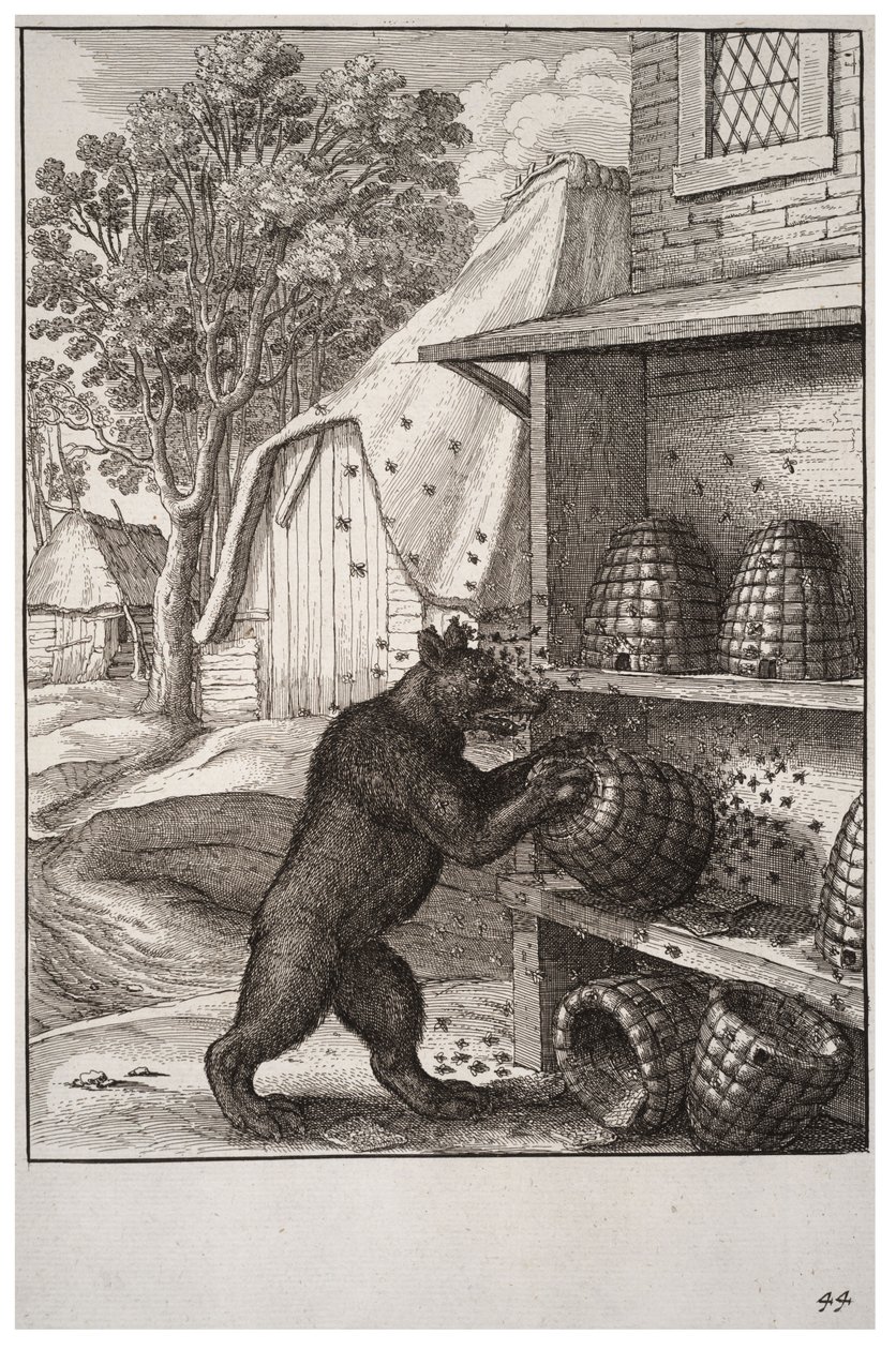 The bear and the honey av Wenceslaus Hollar
