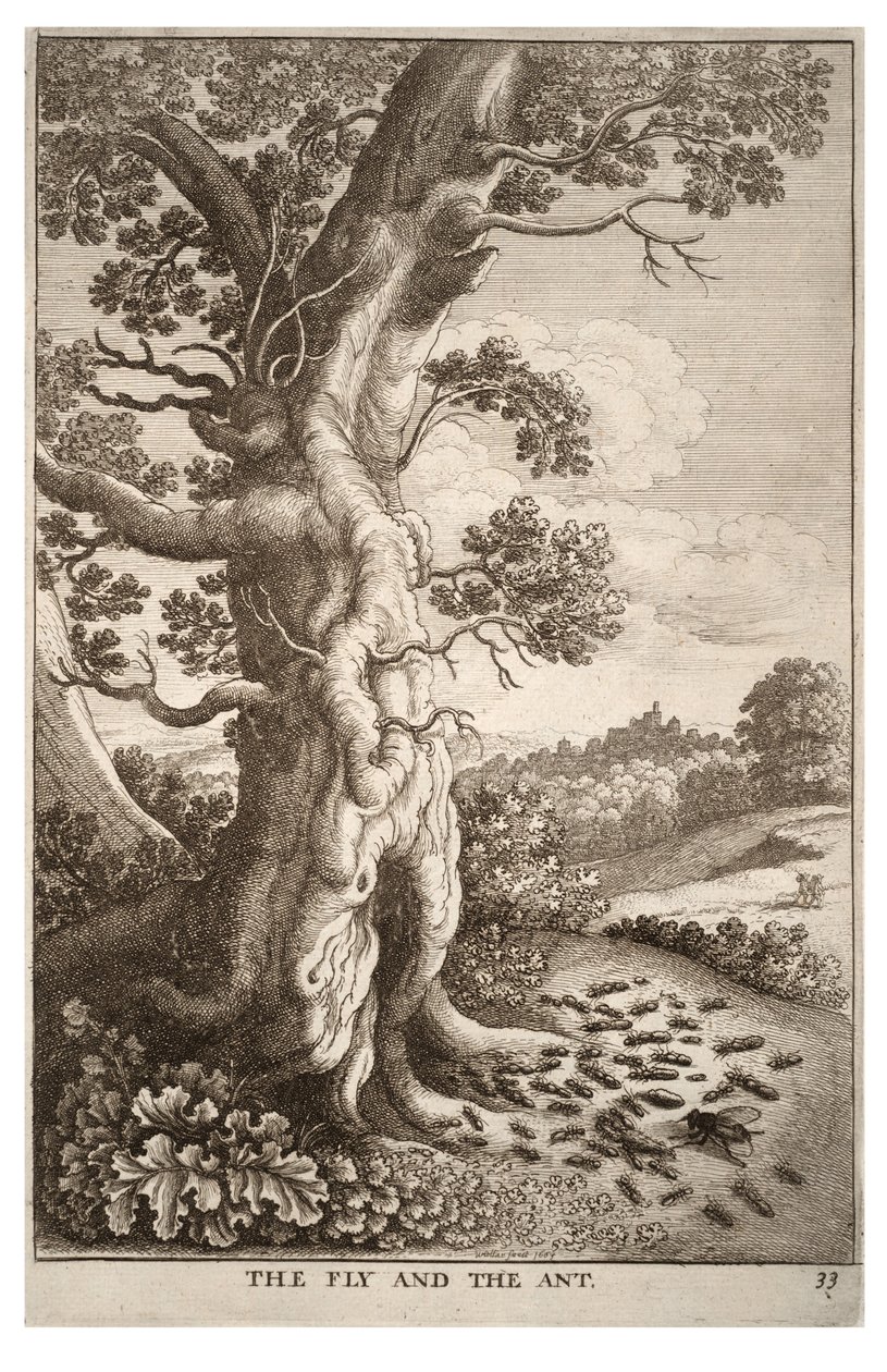 The fly and the ant av Wenceslaus Hollar