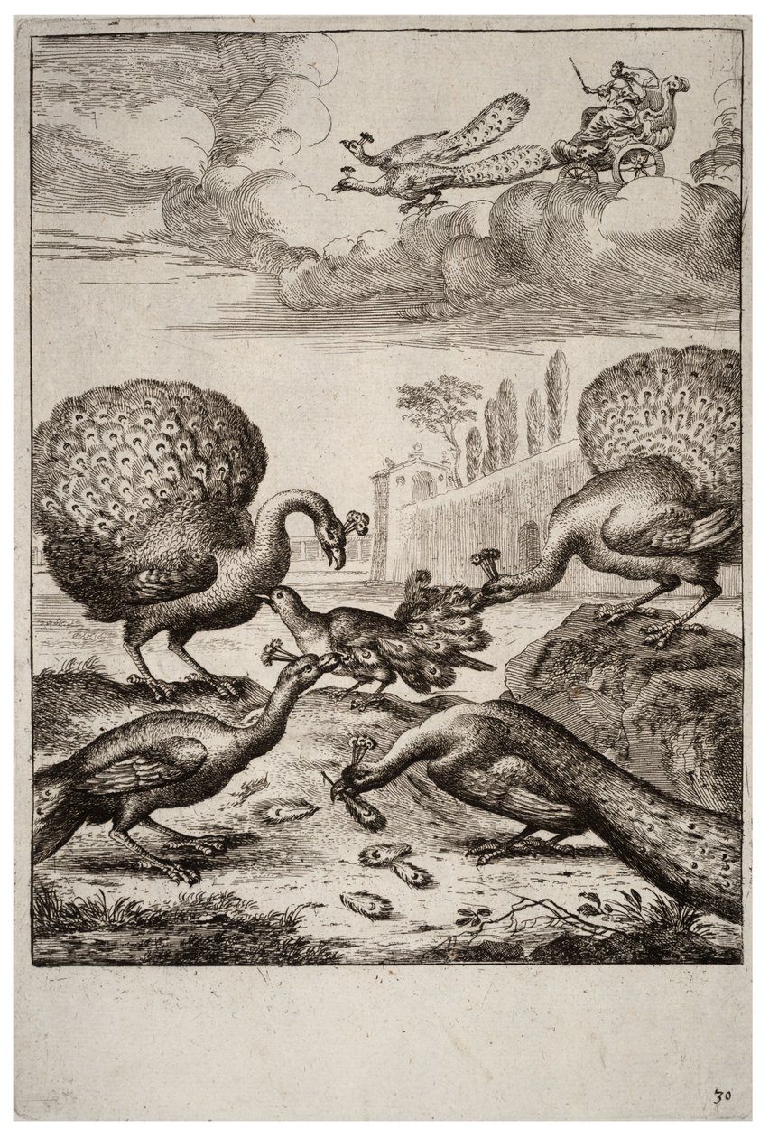 Jay och påfåglarna av Wenceslaus Hollar
