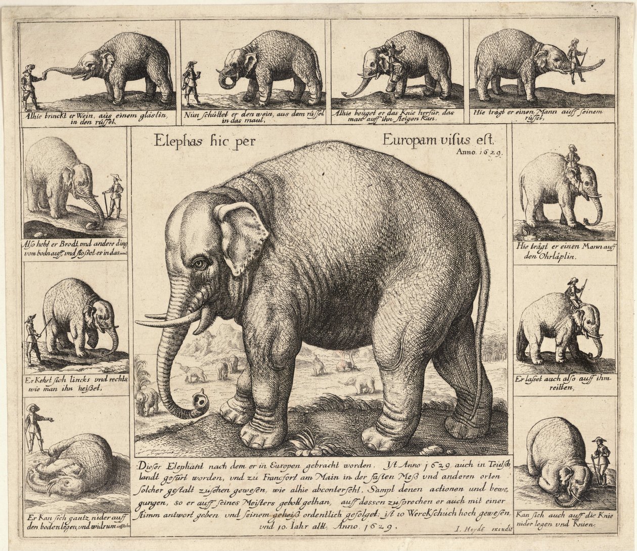 The tame elephant av Wenceslaus Hollar