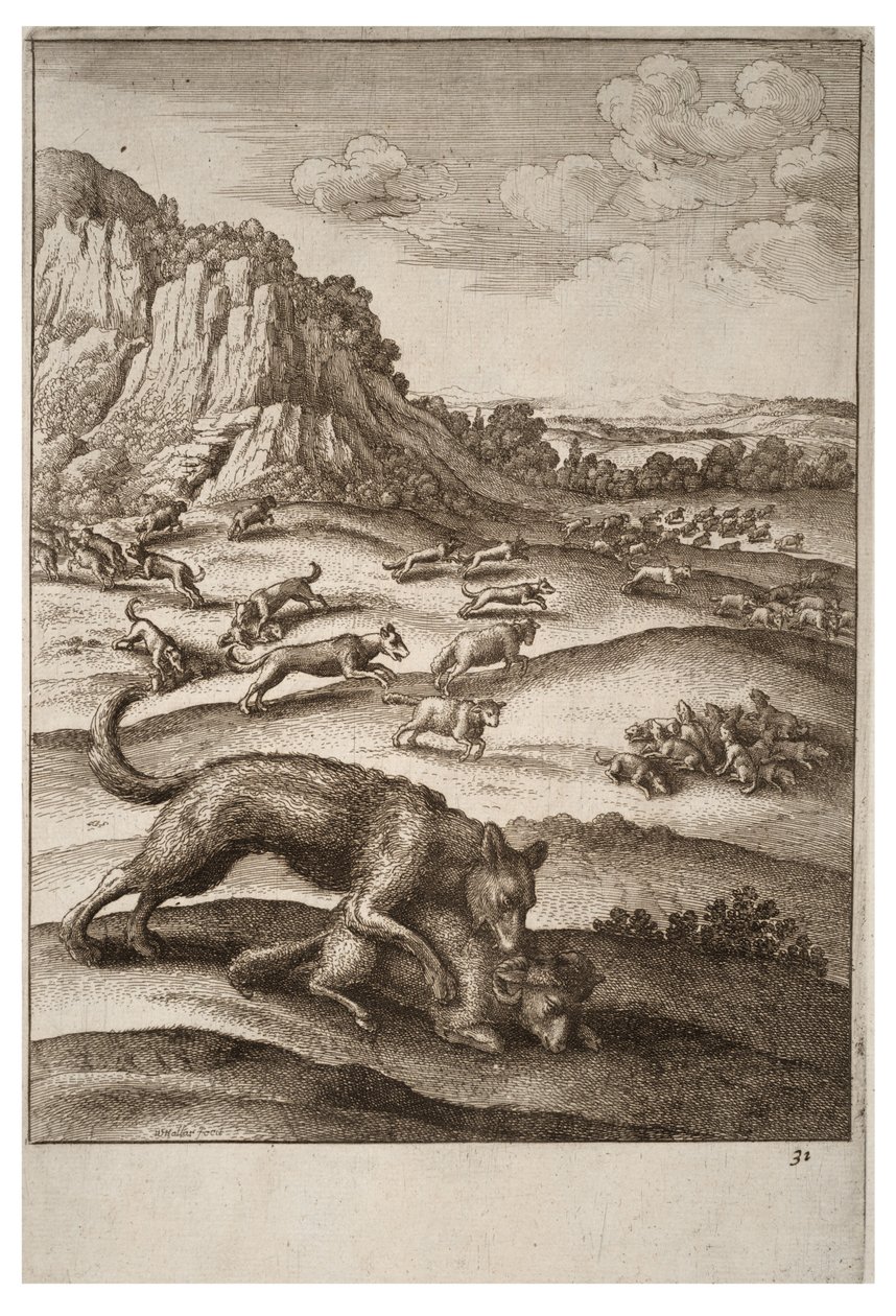 Vargarna och fåren av Wenceslaus Hollar