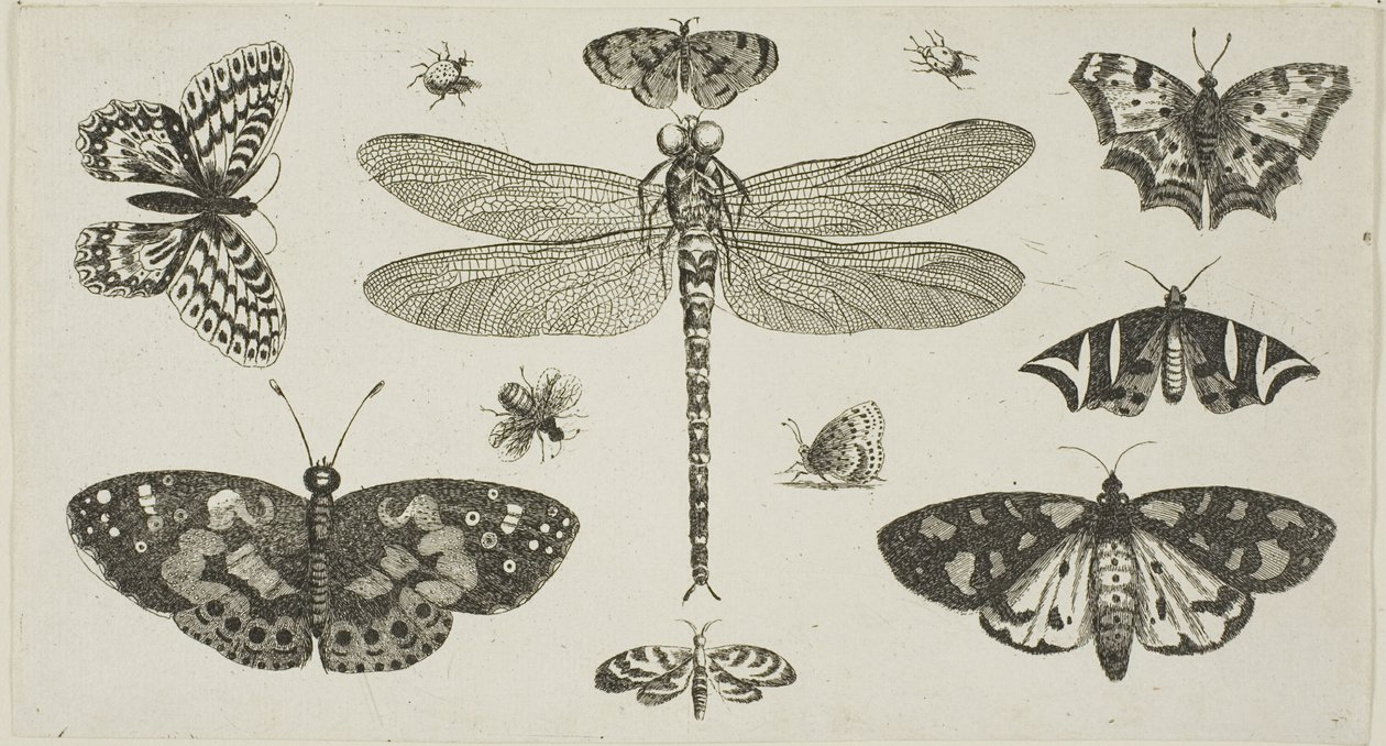 En trollslända, nyckelpigor och fjärilar, från Diversae Insectorum...Figurae av Wenceslaus Hollar
