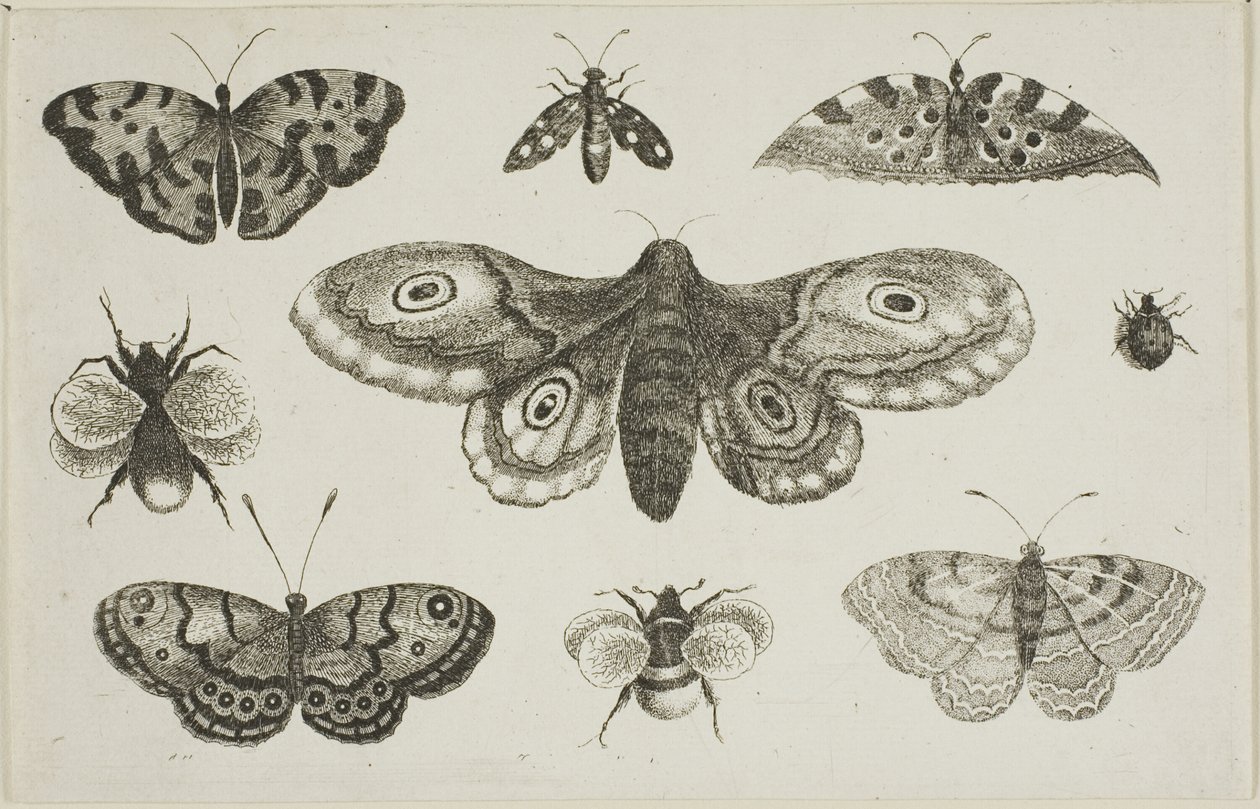 En mal, fjärilar och bin av Wenceslaus Hollar